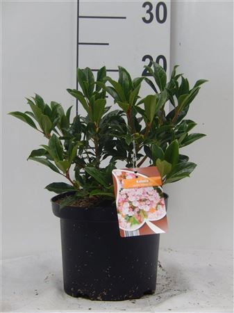 Kalmia Lat Ostbo Red