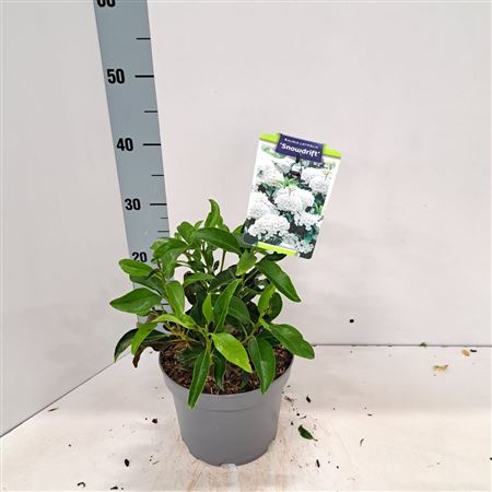 Kalmia Lat Snowdrift