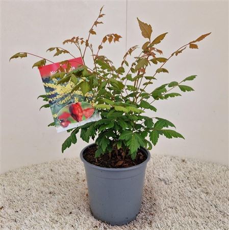 Koelreuteria Paniculata
