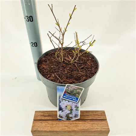 Lagerstroemia Indica With Love Babe