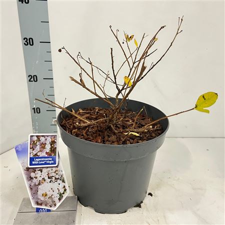 Lagerstroemia Indica With Love Virgin