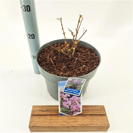 Lagerstroemia Indica With Love Eternal