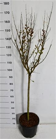 Lagerstroemia I. Pink Velour On Stem