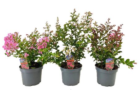 Lagerstroemia Indica