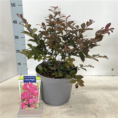 Lagerstroemia Ind Coral Magic
