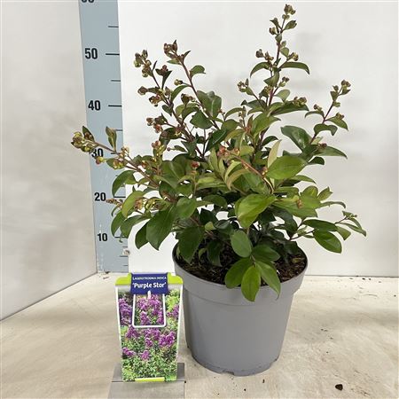Lagerstroemia Ind Purple Star