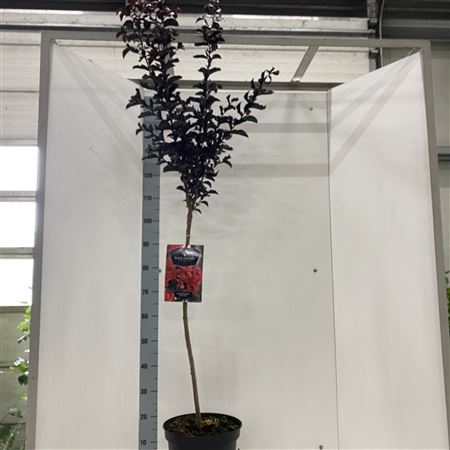 Lagerstroemia Ind Red Hot