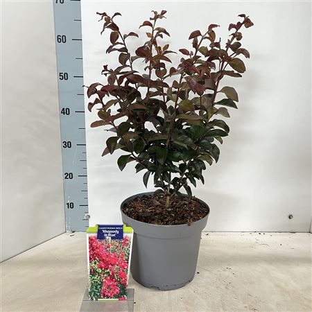 Lagerstroemia Ind Rhapsody In Blue