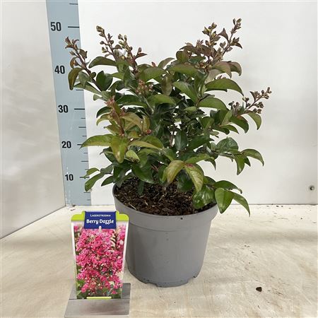 Lagerstroemia Ind Berry Dazzle