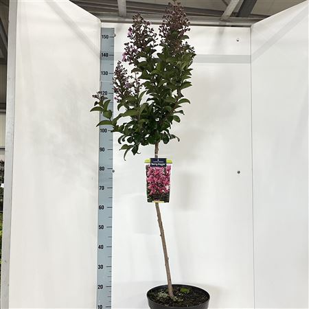 Lagerstroemia Indica Berry Dazzle On Stem