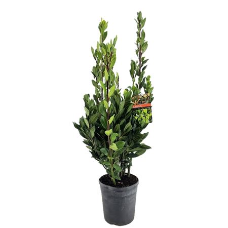 Laurus Nobilis Bush