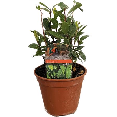 Laurus Nobilis Bush