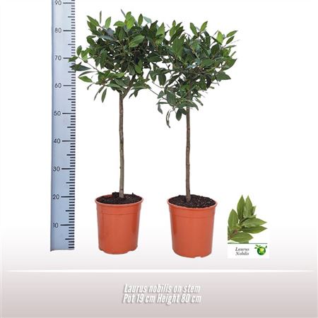 Laurus Nobilis On Stem