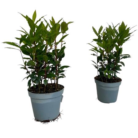 Laurus Nobilis Bush