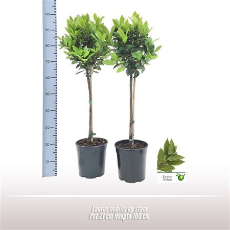 Laurus Nobilis On Stem
