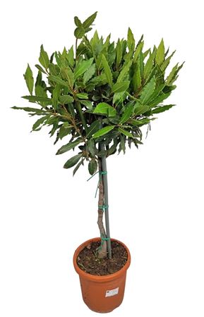 Laurus Nobilis On Stem
