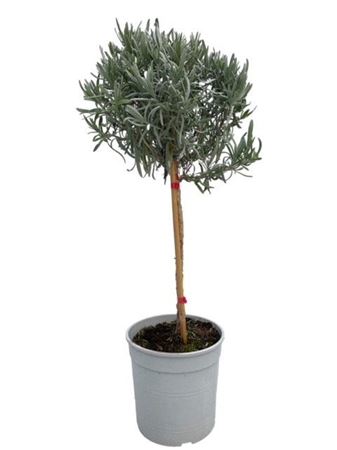 Lavandula Angustifolia On Stem