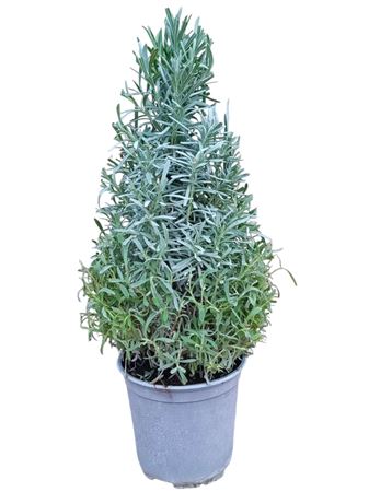 Lavandula Angustifolia Pyramid