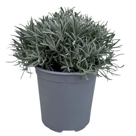 Lavandula Angustifolia Bush