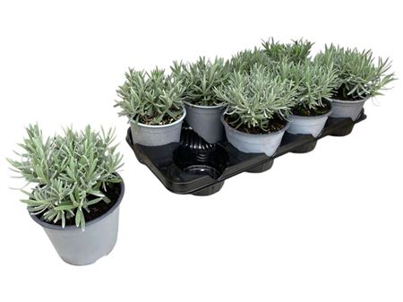 Lavandula Angustifolia Bush