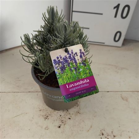 Lavandula An Dwarf Blue