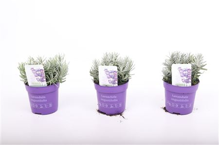 Lavandula An Hidcote