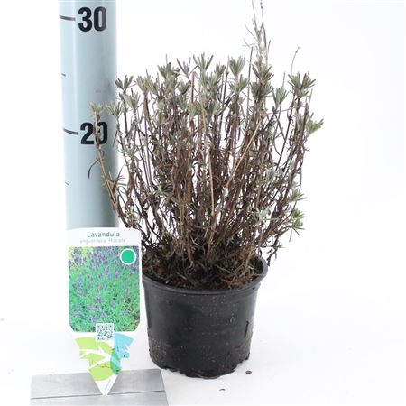 Lavandula Angustifolia Hidcote