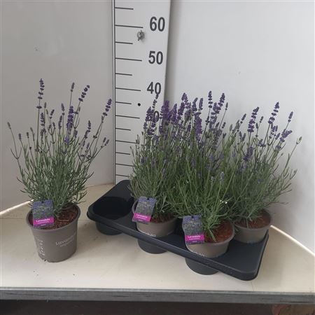 Lavandula Angustifolia Hidcote
