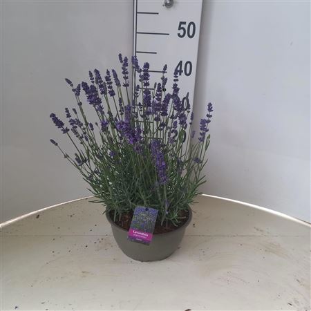 Lavandula Angustifolia'hidcote Boel