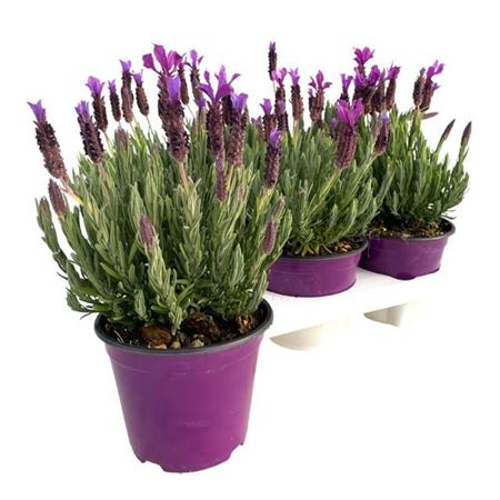 Lavandula Stoechas