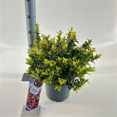 Leucothoe Axillaris Curly Crazy