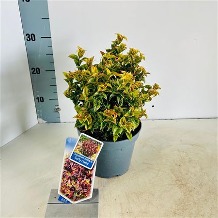 Leucothoe Axillaris Curly Crazy