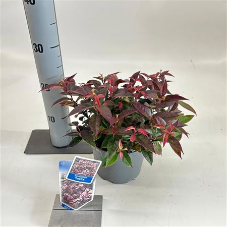 Leucothoë Keiskei Burning Love.