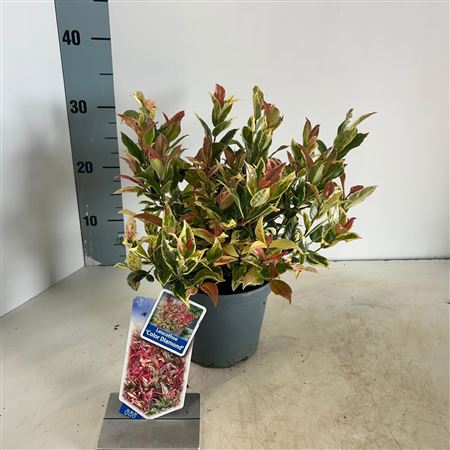 Leucothoe Color Diamond