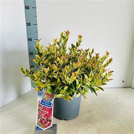 Leucothoë Colour Diamond
