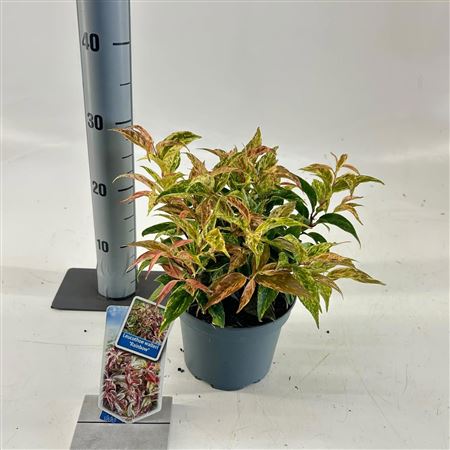 Leucothoe Walteri Rainbow