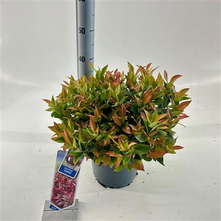 Leucothoë Ax Zeblid