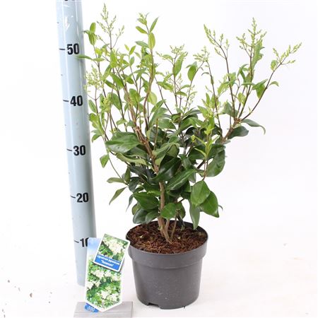 Ligustrum Jap Texanum