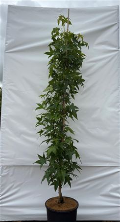 Liquidambar Styr Slender Silhouette On Stick