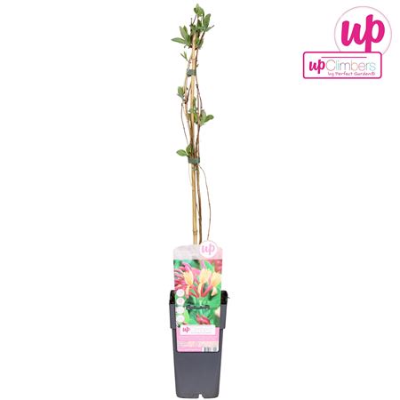 Lonicera Heckrottii Goldflame