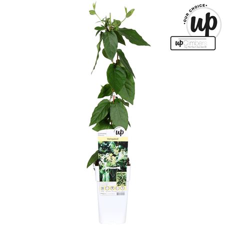 Lonicera Similis Var Delavayi