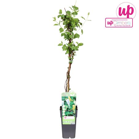 Lonicera Japonica Halliana