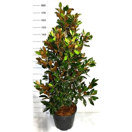 Magnolia Grandi Little Gem