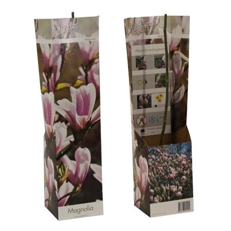 Magnolia Soulangeana