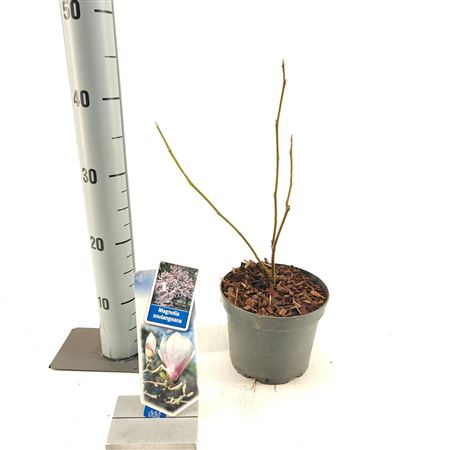 Magnolia Soulangeana