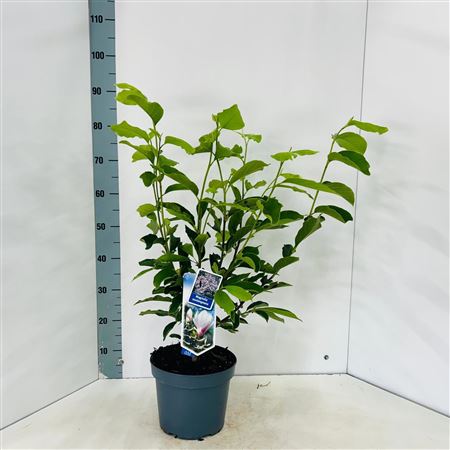 Magnolia Soulangeana