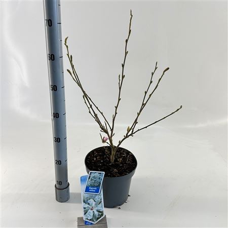 Magnolia Stellata