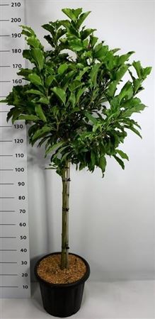 Magnolia Susan On Stem