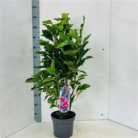 Magnolia Susan