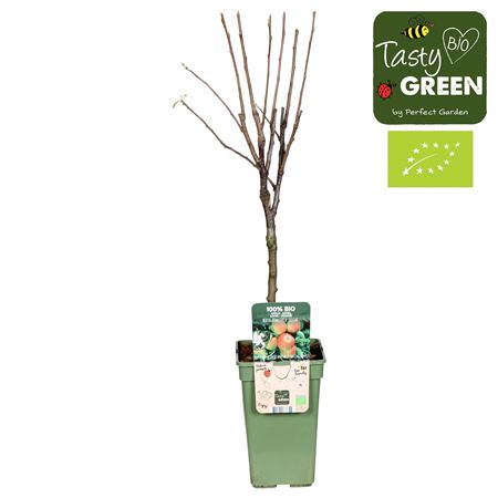 Malus Domestica Elstar Bio